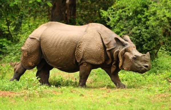 Kaziranga National Park - Himalayan Gypsy